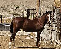 filly