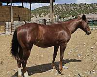 quarter-horse