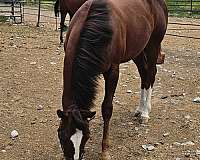 chestnut-athletic-horse