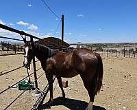 chestnut-cutting-horse