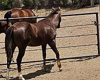 chestnut-flashy-horse