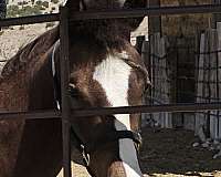 chestnut-halter-horse
