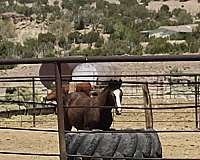 chestnut-performance-horse