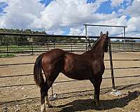chestnut-aqha-filly-mare