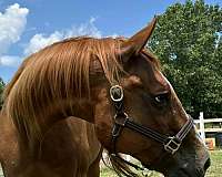 quarter-horse-mare