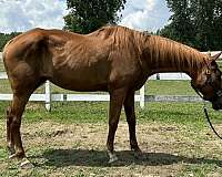 quarter-horse-for-sale