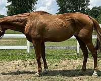 quarter-horse