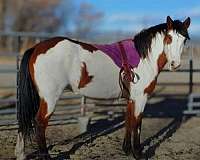 blue-eye-horse