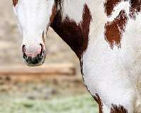 bay-overo-blue-eye-horse