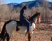 all-around-mustang-horse