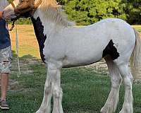 gvhs-gypsy-vanner-filly-weanling