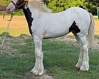 gypsy-vanner-filly-weanling