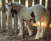 piebald-gypsy-vanner-filly