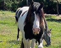 piebald-gvhs-filly