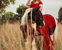 piebald-gvhs-horse