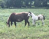 medicine-hat-horse