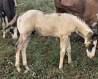 black-overo-medicine-hat-horse
