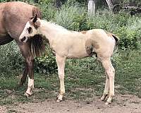 black-overo-paint-stallion