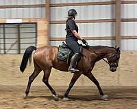arabian-gelding