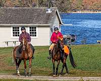 arabian-horse-for-sale