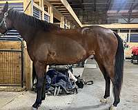 arabian-horse