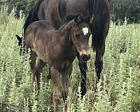 star-socks-horse