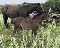 black-star-socks-horse