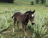 black-paint-stallion
