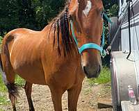 bay-star-faint-snip-horse