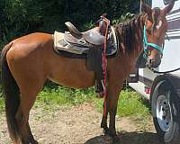 star-faint-snip-horse