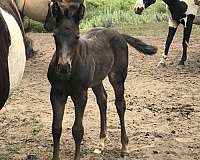 socks-horse
