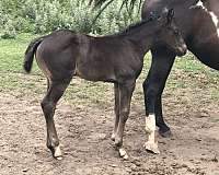 black-socks-horse