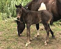 black-paint-filly