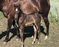black-star-only-horse