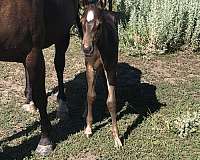 black-overo-apha-filly-stallion