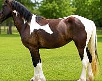 friesian-friesian-crossgypsy-crossdressageprospectkid-horsesjoerd-filly