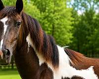 friesian-friesian-crossgypsy-crossdressageprospectkid-horsesjoerd-andalusian-horse