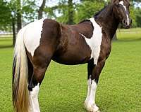 friesian-friesian-crossgypsy-crossdressageprospectkid-horsesjoerd-pinto-horse