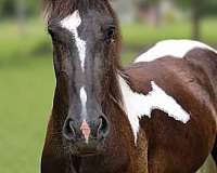 champion-dressage-pinto-horse