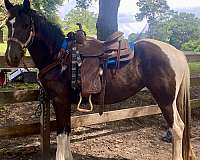 black-andalusian-filly-weanling