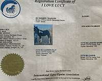 black-pinto-filly-weanling
