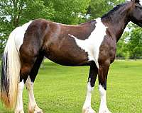friesian-friesian-crossgypsy-crossdressageprospectkid-horsesjoerd-horse