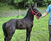 friesian-percheron-filly-stallion
