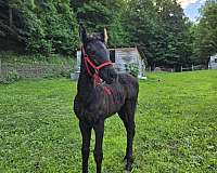 all-around-friesian-horse