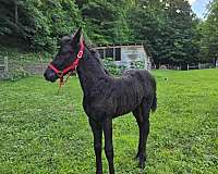 black-friesian-filly
