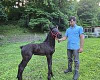 black-all-around-horse