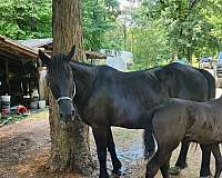 all-around-filly