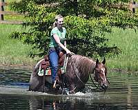 gentle-quarter-horse