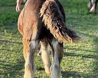 bay-blanket-one-black-leg-3-white-stockings-horse