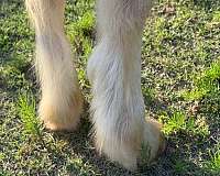 bay-gypsy-vanner-colt
